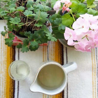 https://www.kinuskikissa.fi/wp-content/uploads/kinuskit/thumbs/22773_helppo-raparperimehu_400x400.jpg