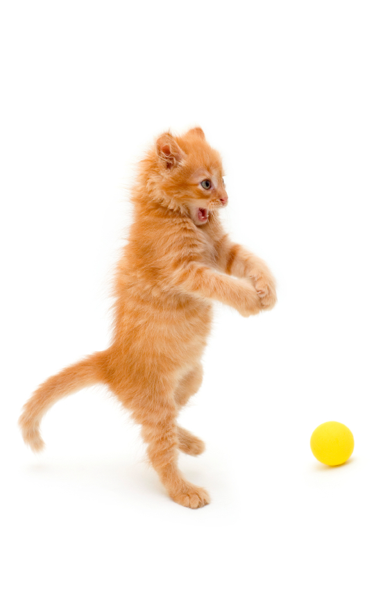 kitten catch ball