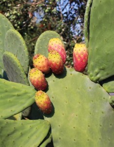 Cactus Viikuna pieni