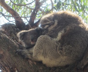 Koala Kinuskit maailmalla